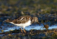 /album/rola-do-mar-arenaria-interpres/dsc-2945-copy-jpg/